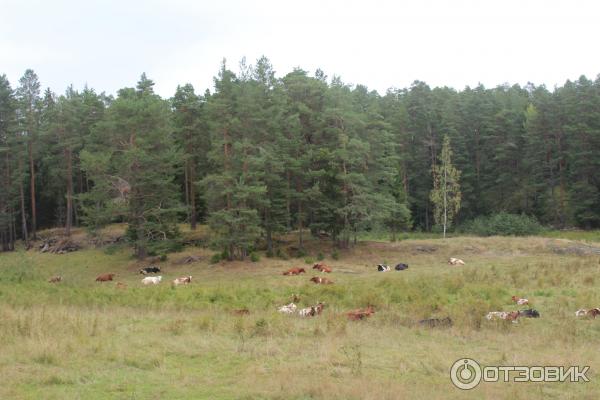 Экскурсия на о. Валаам (Россия, Карелия) фото