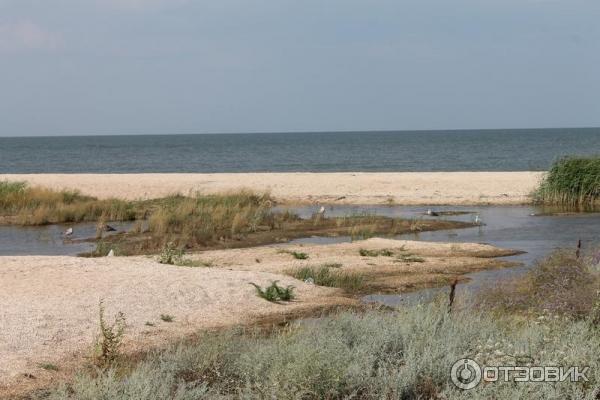 Должанская коса (станица Должанская) Серферский приют фото