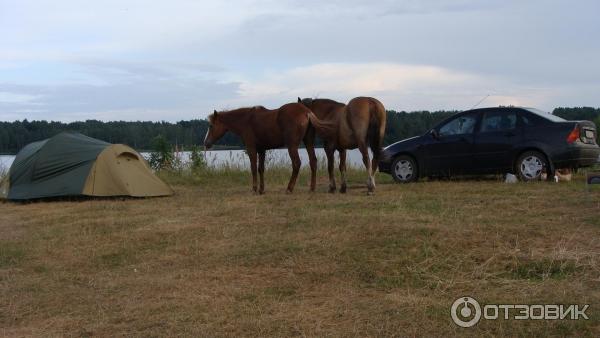 Озеро Велье (Россия, Новгородская область) фото