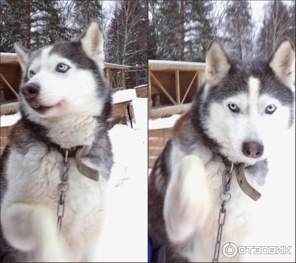 Катание на собачьих упряжках (Россия, Карелия) фото