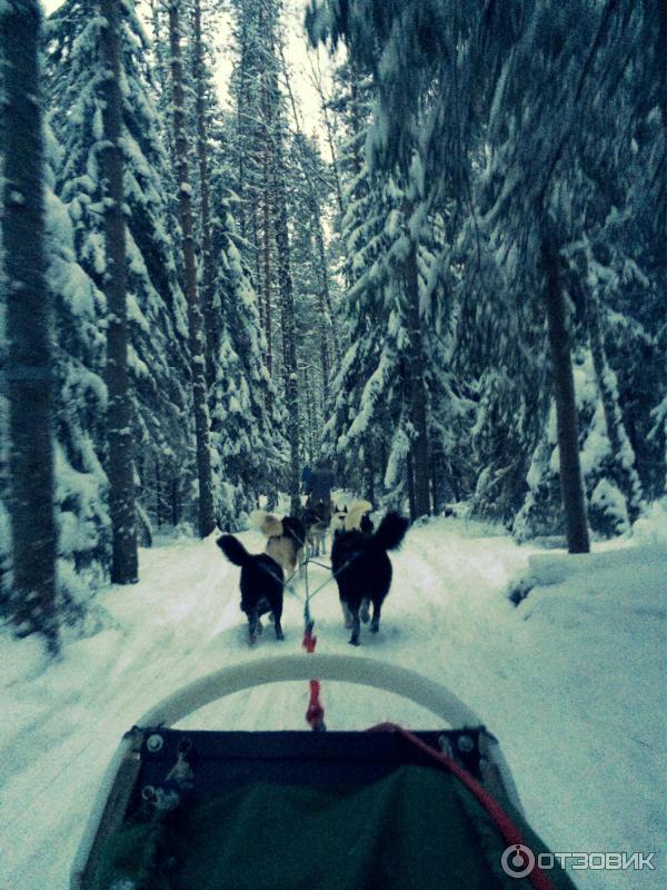 Катание на собачьих упряжках (Россия, Карелия) фото