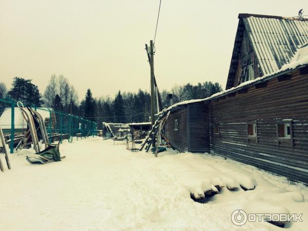 Катание на собачьих упряжках (Россия, Карелия) фото