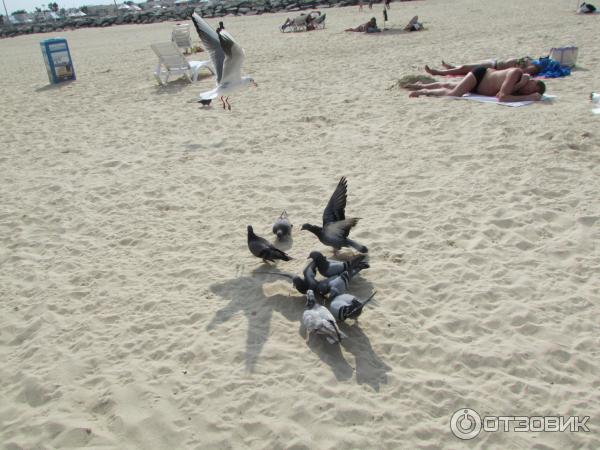 Пляж Jumeirah Open Beach (ОАЭ, Дубаи) фото