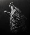Black Wolf4589