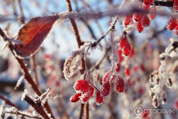 Цифровой фотоаппарат Samsung NX1000