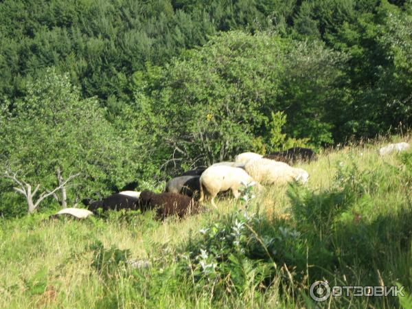 А вот и сами овечки