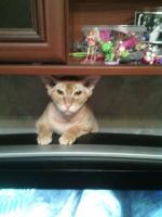 Корм Blitz Adult Cat с мясом индейки фото