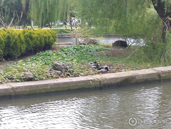 Парк Городской сад город Краснодар фото