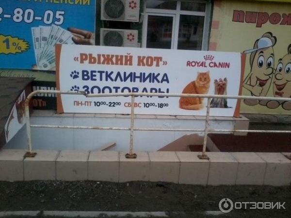 Рыжий кот черкесск