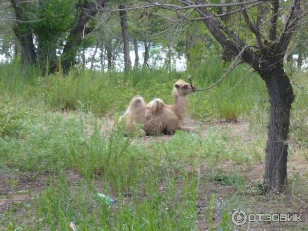 Отдых в Чолпон-Ате фото