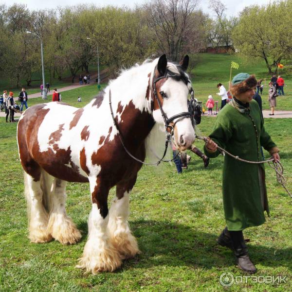 Рыцарский турнир Святого Георгия (Россия, Москва) фото