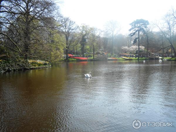 Парк цветов Keukenhof (Нидерланды, Лиссе) фото