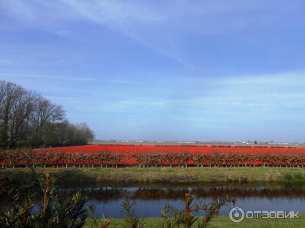 Парк цветов Keukenhof (Нидерланды, Лиссе) фото