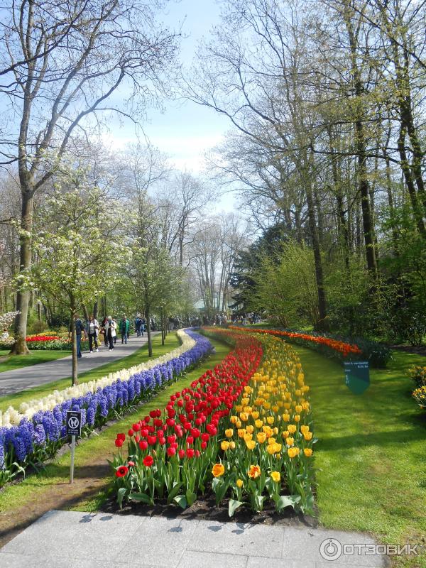 Парк цветов Keukenhof (Нидерланды, Лиссе) фото