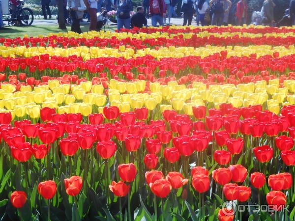 Парк цветов Keukenhof (Нидерланды, Лиссе) фото