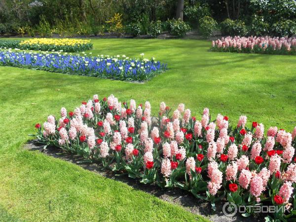 Парк цветов Keukenhof (Нидерланды, Лиссе) фото