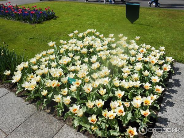 Парк цветов Keukenhof (Нидерланды, Лиссе) фото