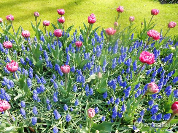 Парк цветов Keukenhof (Нидерланды, Лиссе) фото