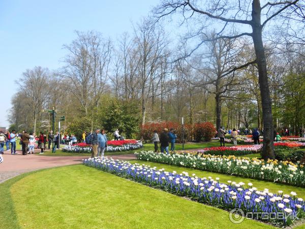 Парк цветов Keukenhof (Нидерланды, Лиссе) фото