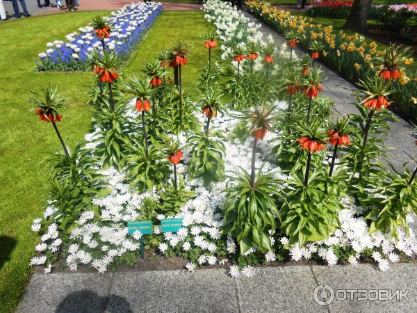 Парк цветов Keukenhof (Нидерланды, Лиссе) фото