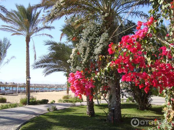 выход на пляж Dessole Sahl Hasheesh Resort 5