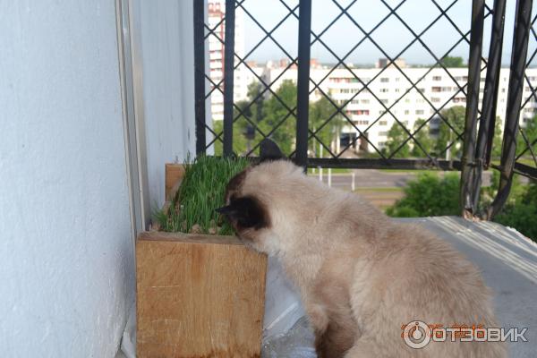 Трава для питомцев Альпийские луга фото