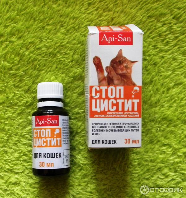 Стопцистит для котов