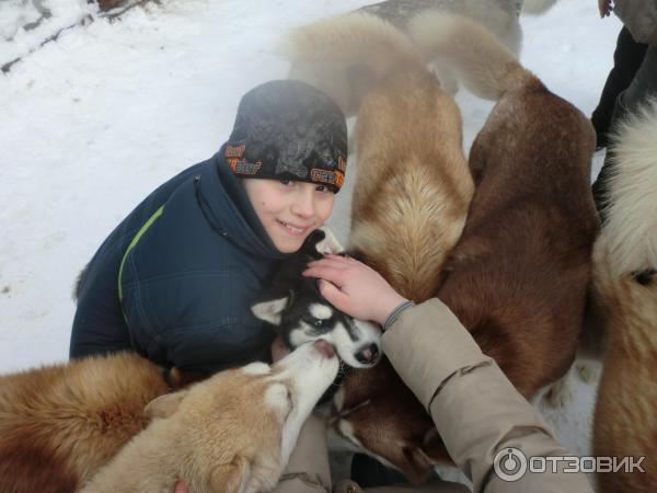 Экскурсия в питомник сибирских хаски (Россия, Московская область) фото