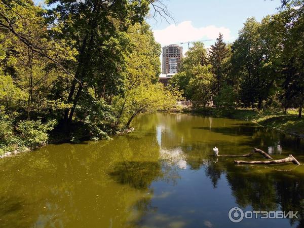 Водоем с водоплавающими птицами. Киевский зоопарк