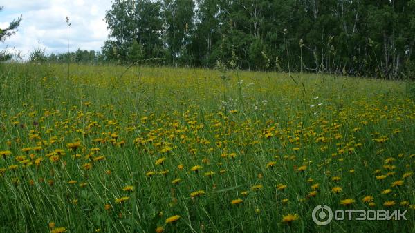 Цифровой фотоаппарат Panasonic Lumix DMC-FZ50