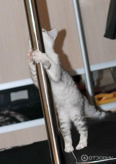 Танец на пилоне Pole Dance фото