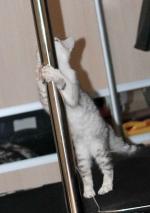 Танец на пилоне Pole Dance фото