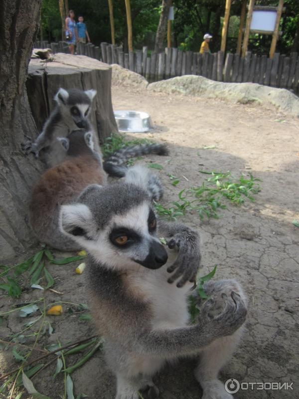 Сафари Парк Краснодар Цена