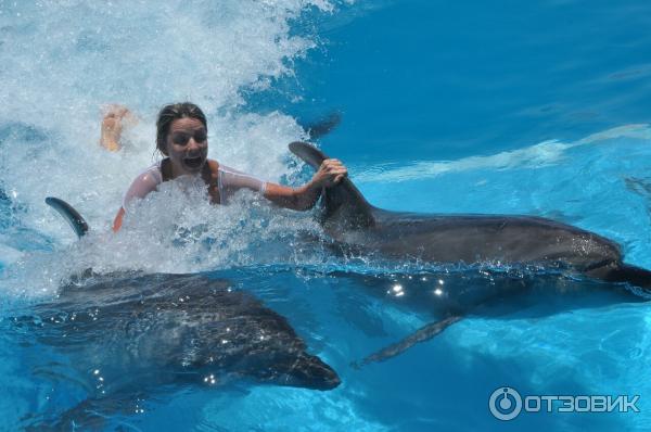 Экскурсия Плавание с дельфинами Dolphin kiss от Pegas Touristik (Египет, Красное Море) фото