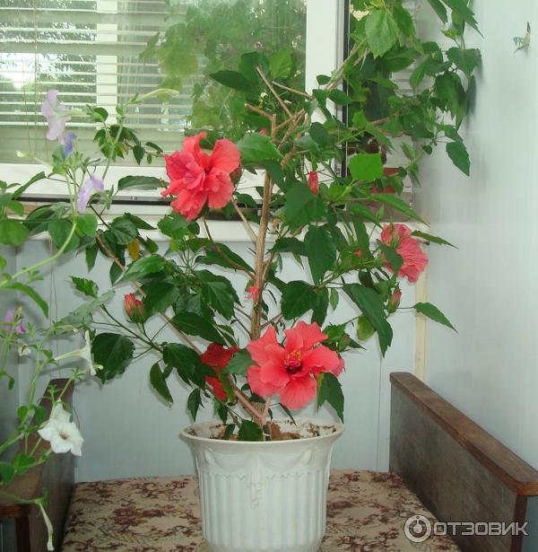 Гибискус (Hibiscus) – комнатный цветок | Цветочная поляна - Все про цветы | Дзен