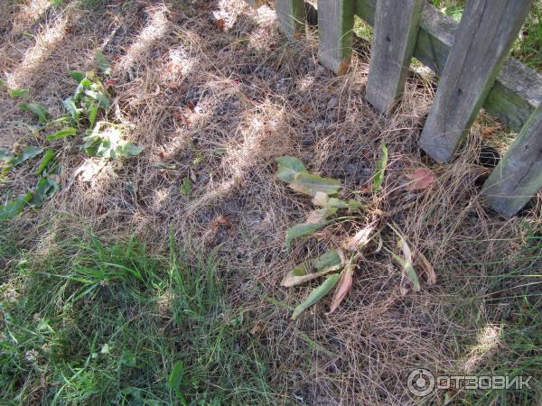 Раундап ураган торнадо. После обработки раундапом через сколько можно сажать. Раундап 100мл. Раундап инструкция. После обработки раундапом через сколько можно сажать.