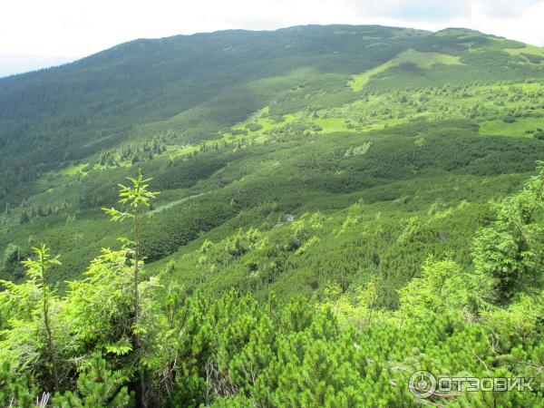 Хребет Черногора (Украина, Карпаты) фото