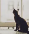 koshka28