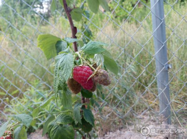 Описание малины гусар фото сорта отзывы садоводов. Малина Гусар куст. Малина сорт Гусар. Саженцы малина Гусар. Малина Гусар ствол.