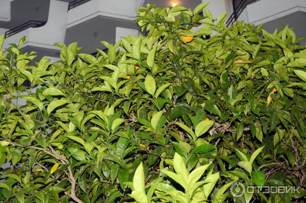 Отдых в поселке Текирова (Турция) фото