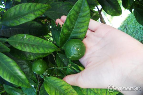 Отдых в поселке Текирова (Турция) фото