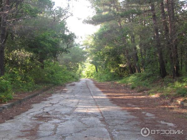 Реликтовая роща пицундской сосны (Россия, Дивноморское) фото