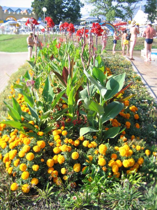 Аквапарк Золотая бухта (Россия, Геленджик) фото