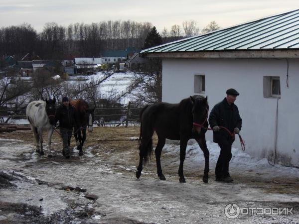 Ясная Поляна (Россия, Тульская область) фото