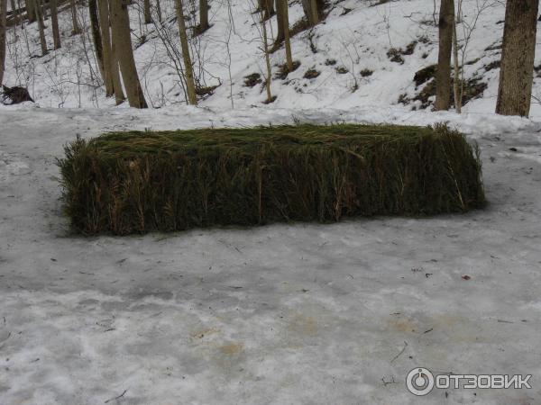 Ясная Поляна (Россия, Тульская область) фото