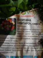 Садовый цветок "Георгин" фото