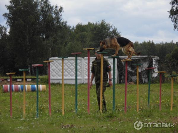 Методико-кинологический центр Красная звезда (Россия, Дмитров) фото