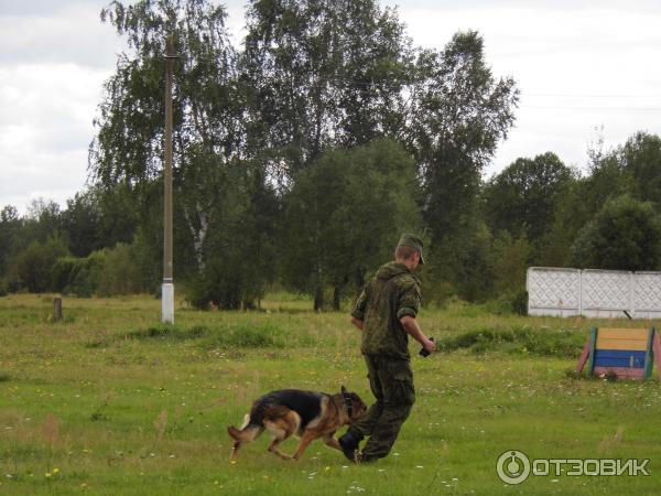 Методико-кинологический центр Красная звезда (Россия, Дмитров) фото