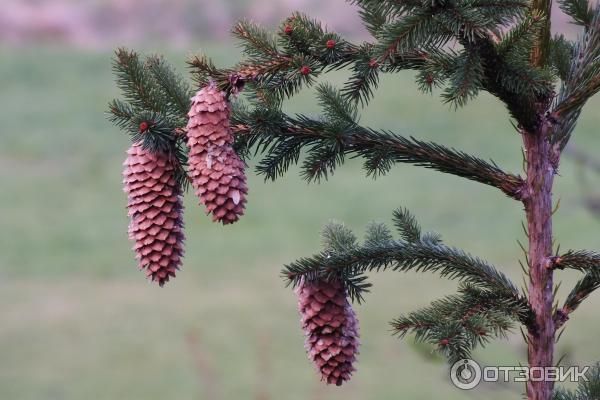 Цифровой фотоаппарат Canon PowerShot SX510 HS