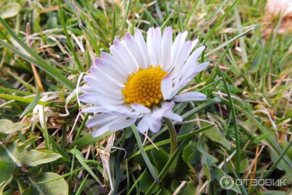 Цифровой фотоаппарат Canon PowerShot SX510 HS